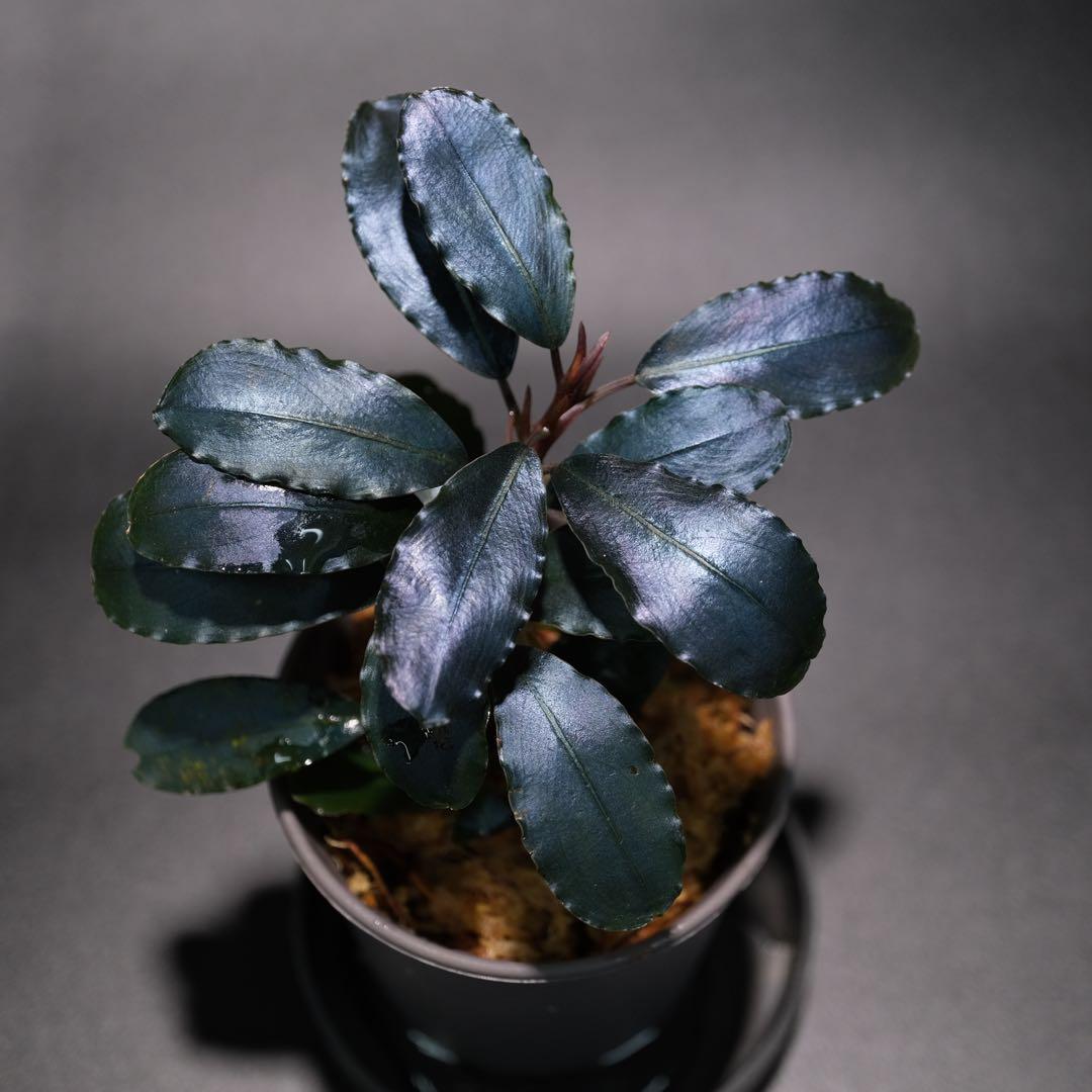 水草 BUCEPHALANDRA Nanga Pino Super Blue