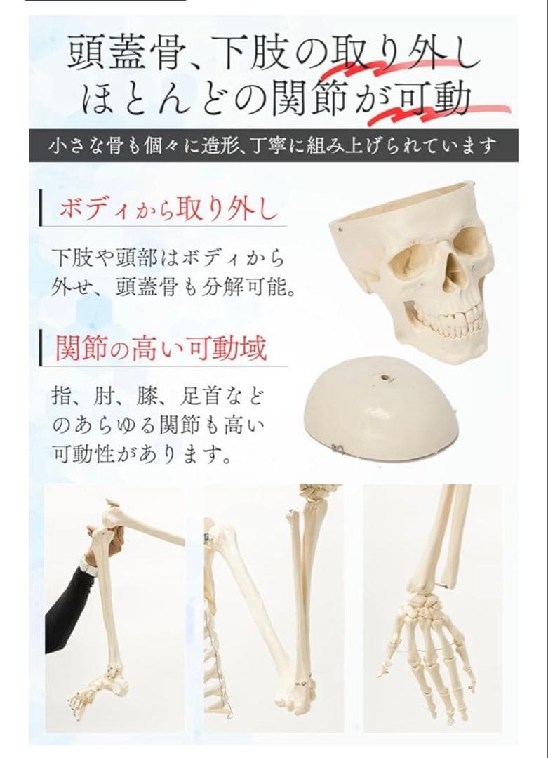 人体模型 可動関節 等身大 骨格模型 キャスター付 神経根付　26セ332