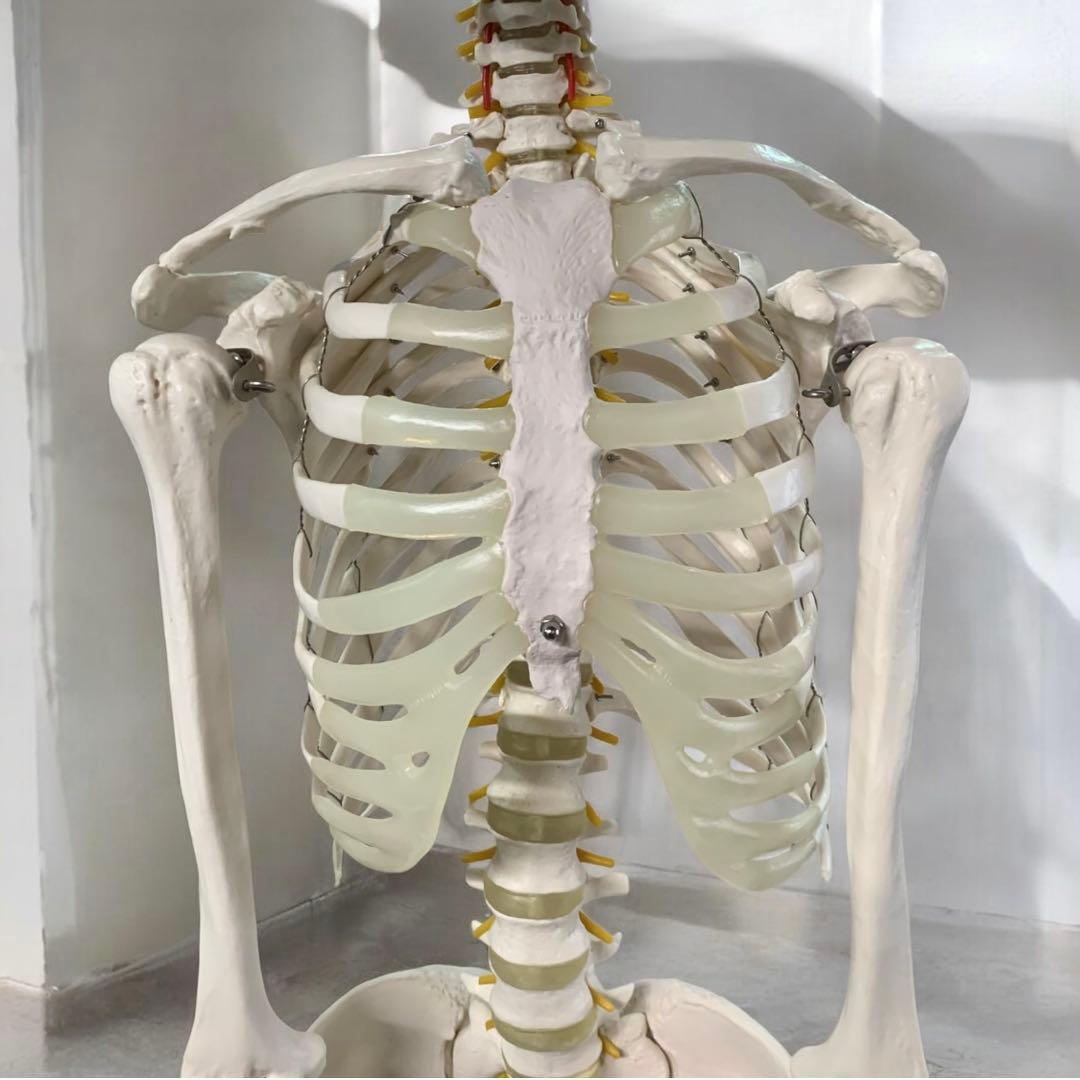 人体模型 可動関節 等身大 骨格模型 キャスター付 神経根付　26セ332