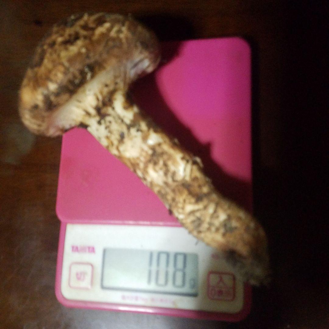 天然松茸108g　国産