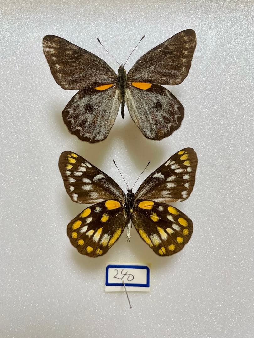 【別売り可能】Deliasカザリシロチョウ（スラウェシ島、オス表裏セット）