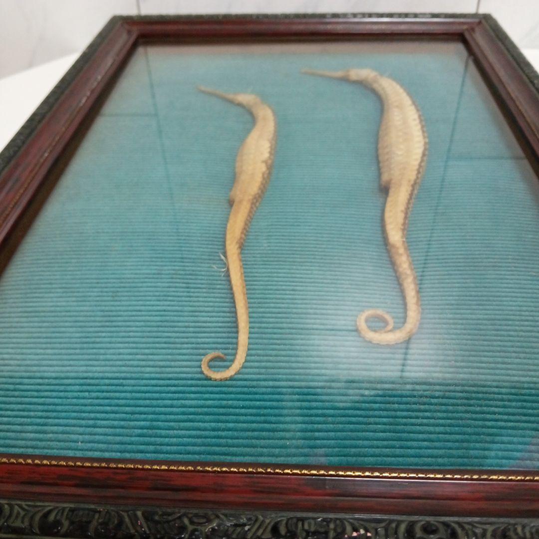 大珍品稀少レア昭和戦前後〜３０年代頃タツノオトシゴ縁起物大型個体標本額装当時物