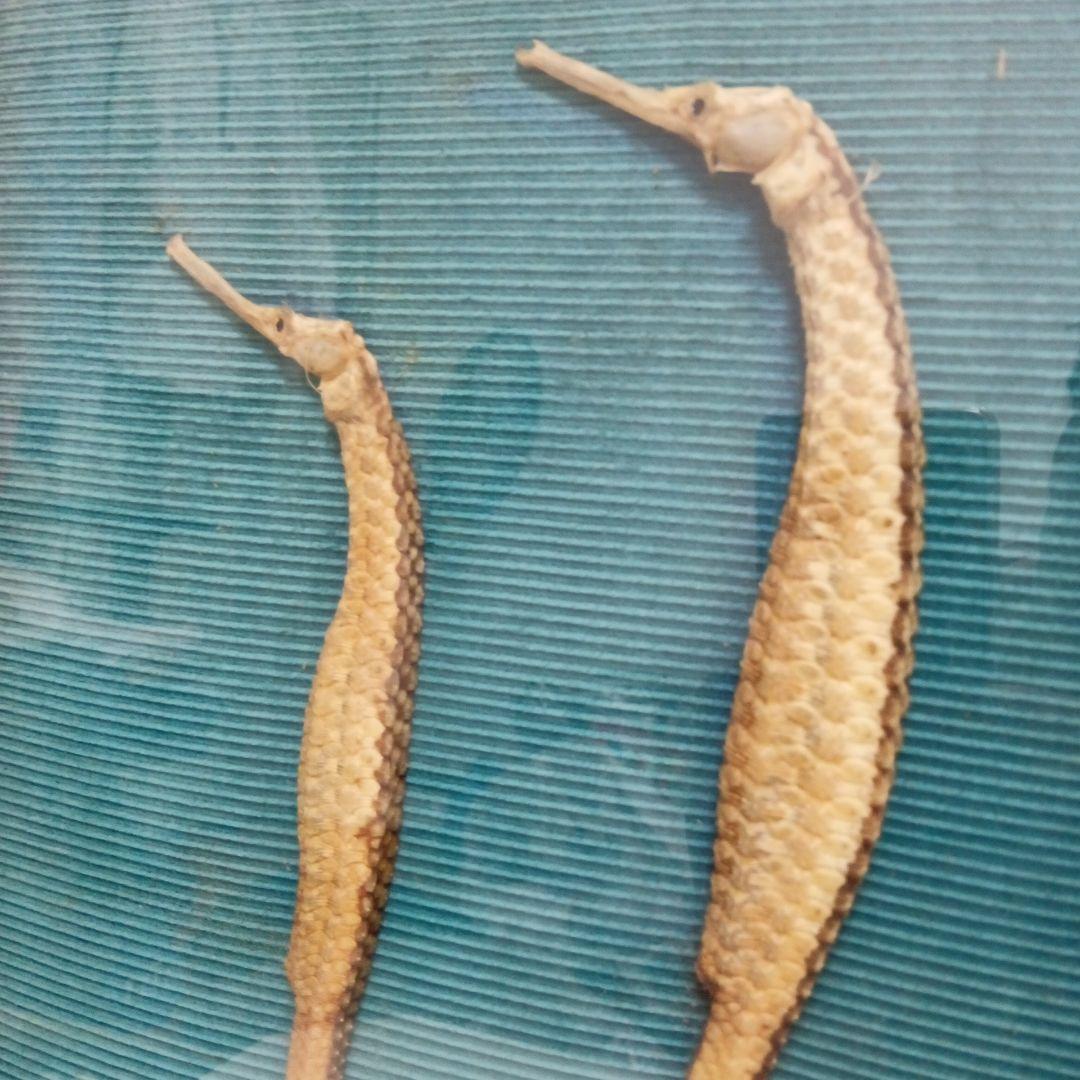 大珍品稀少レア昭和戦前後〜３０年代頃タツノオトシゴ縁起物大型個体標本額装当時物