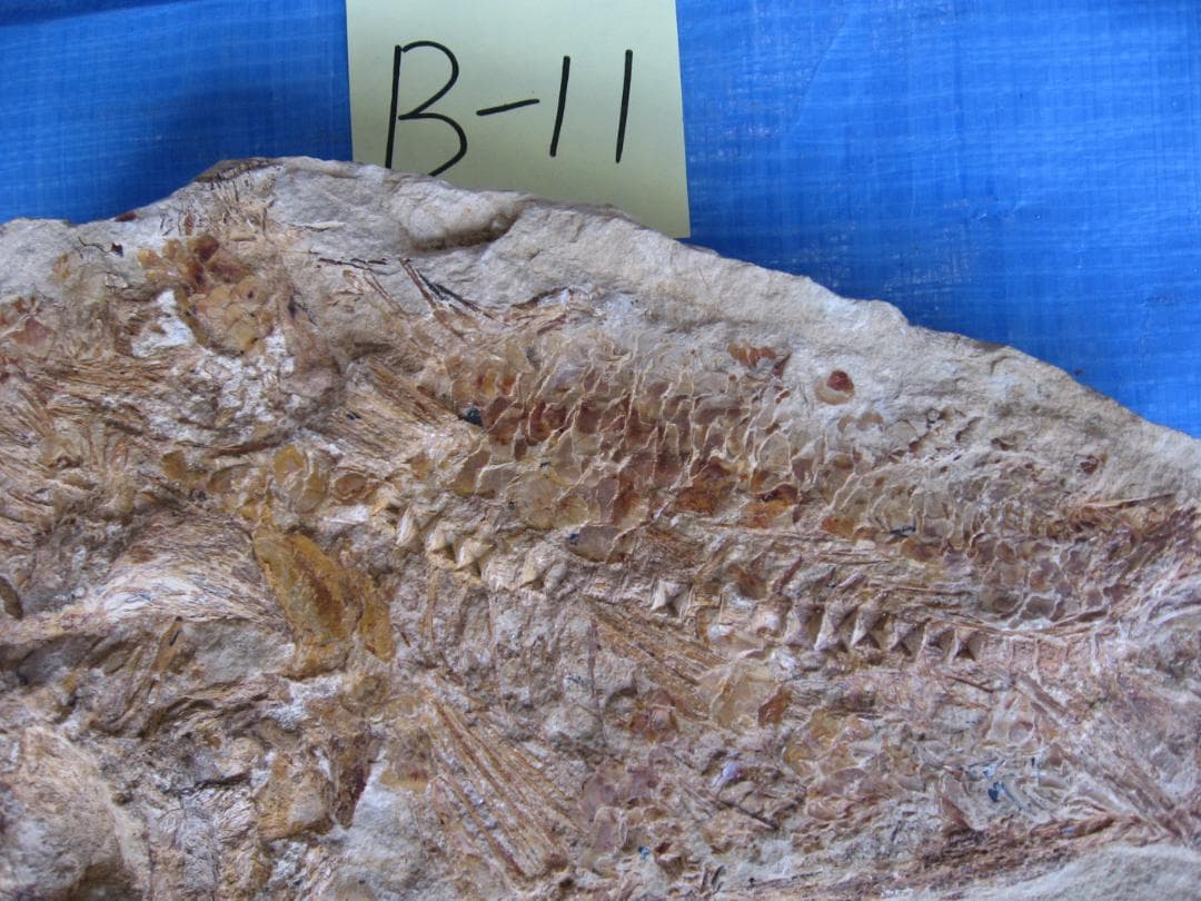 化石　B-11