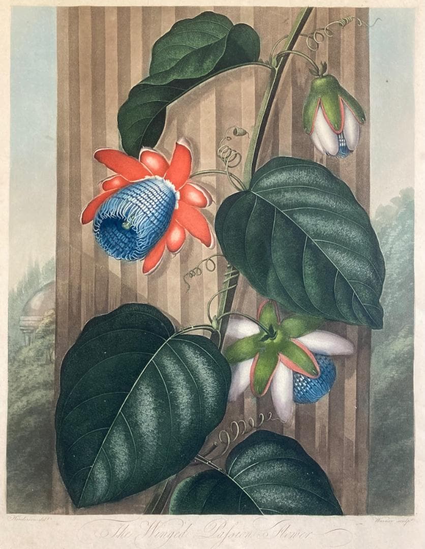 稀少 史上最美と称される《フローラの神殿》（初版）より『パッションフラワー』