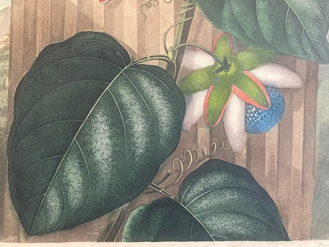 稀少 史上最美と称される《フローラの神殿》（初版）より『パッションフラワー』