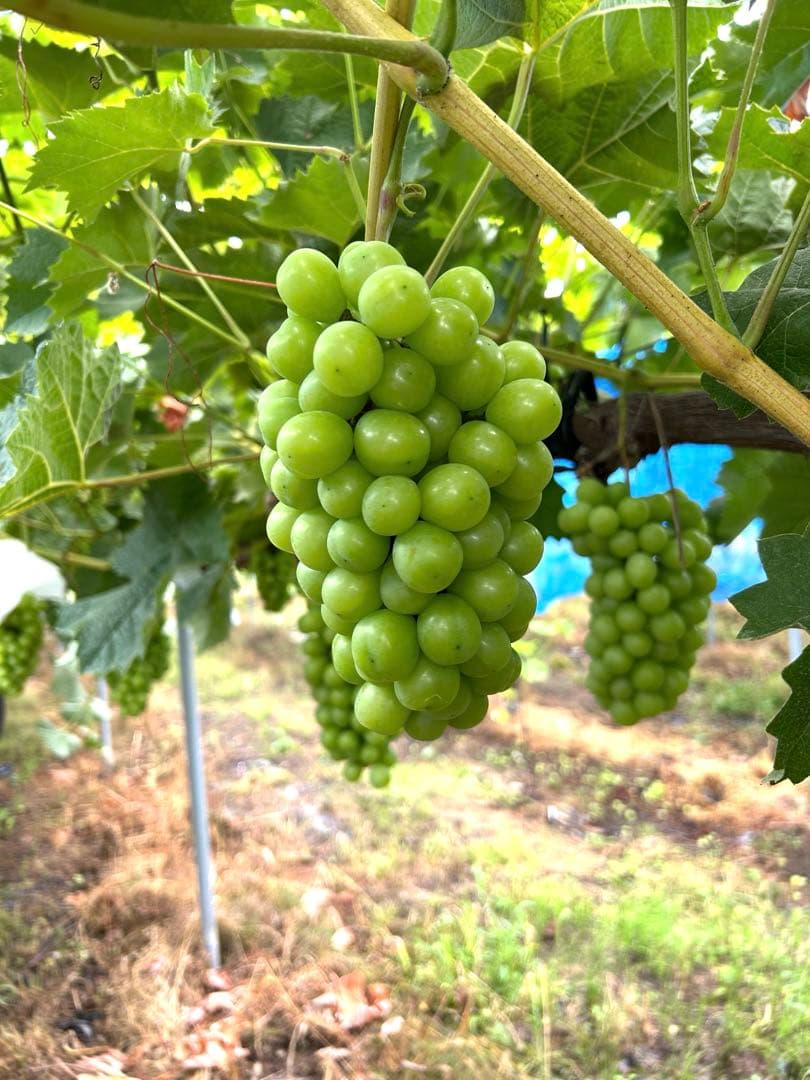 山形産 シャインマスカット 5キロ(6〜8房)