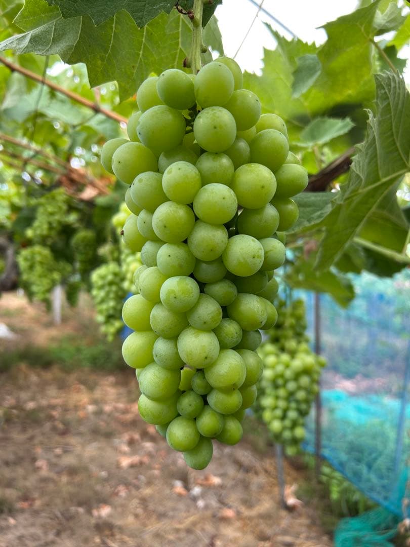 山形産 シャインマスカット 5キロ(6〜8房)