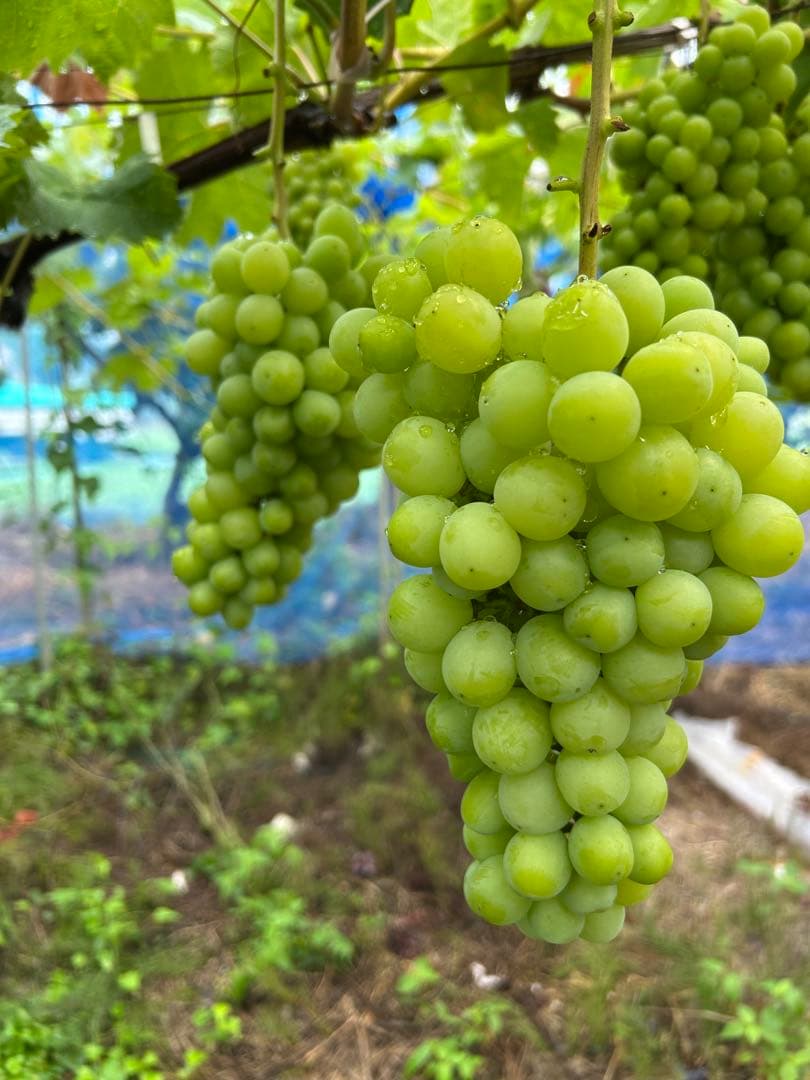 山形産 シャインマスカット 5キロ(6〜8房)