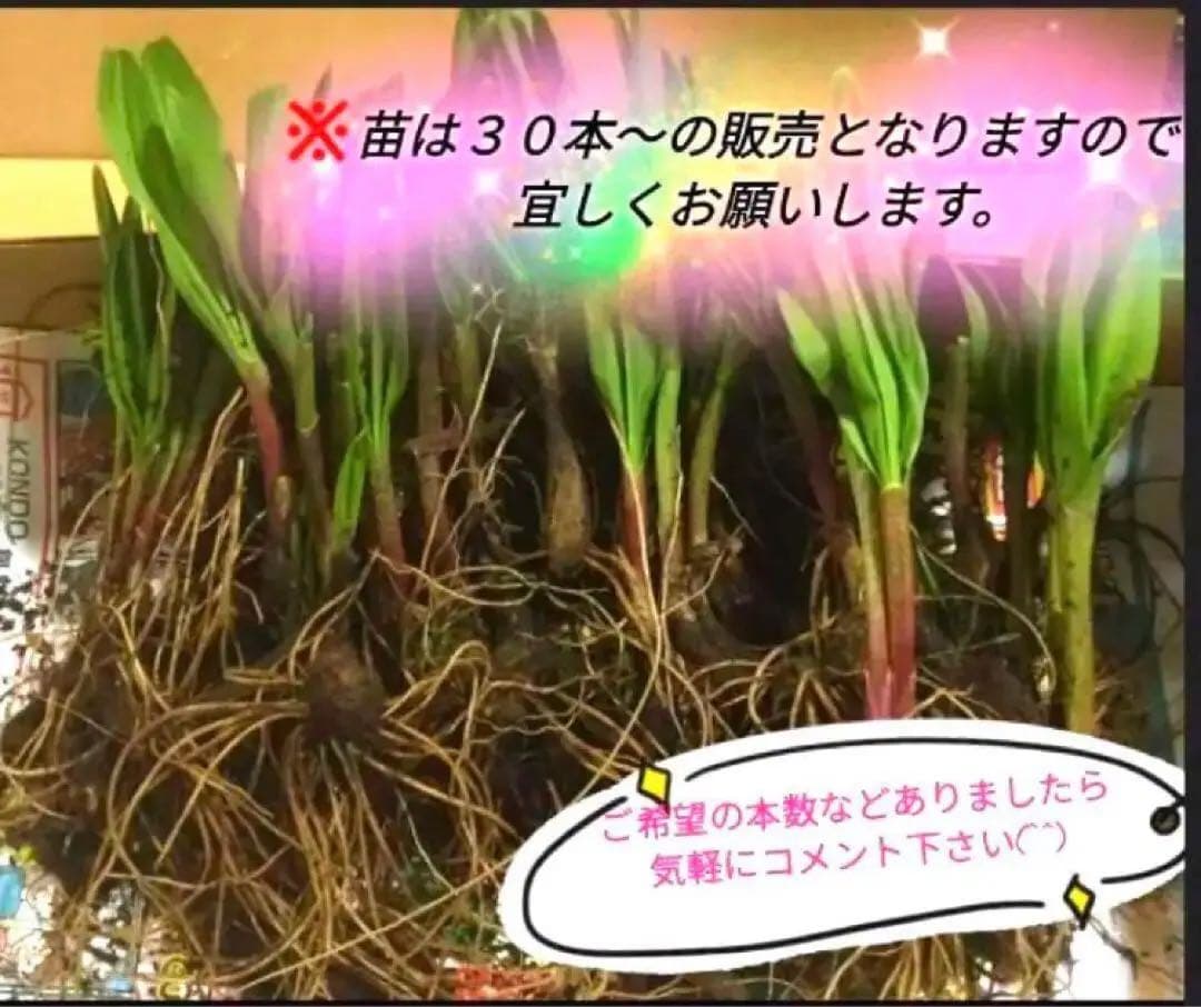 yochan✱ 北海道道東産✱天然物 行者にんにく苗 200本