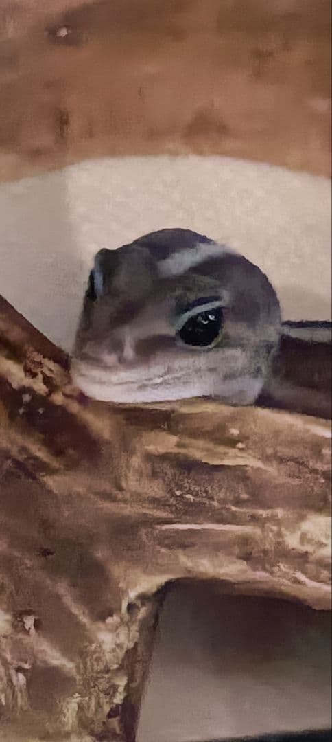 トカゲ型ぬいぐるみ グレー