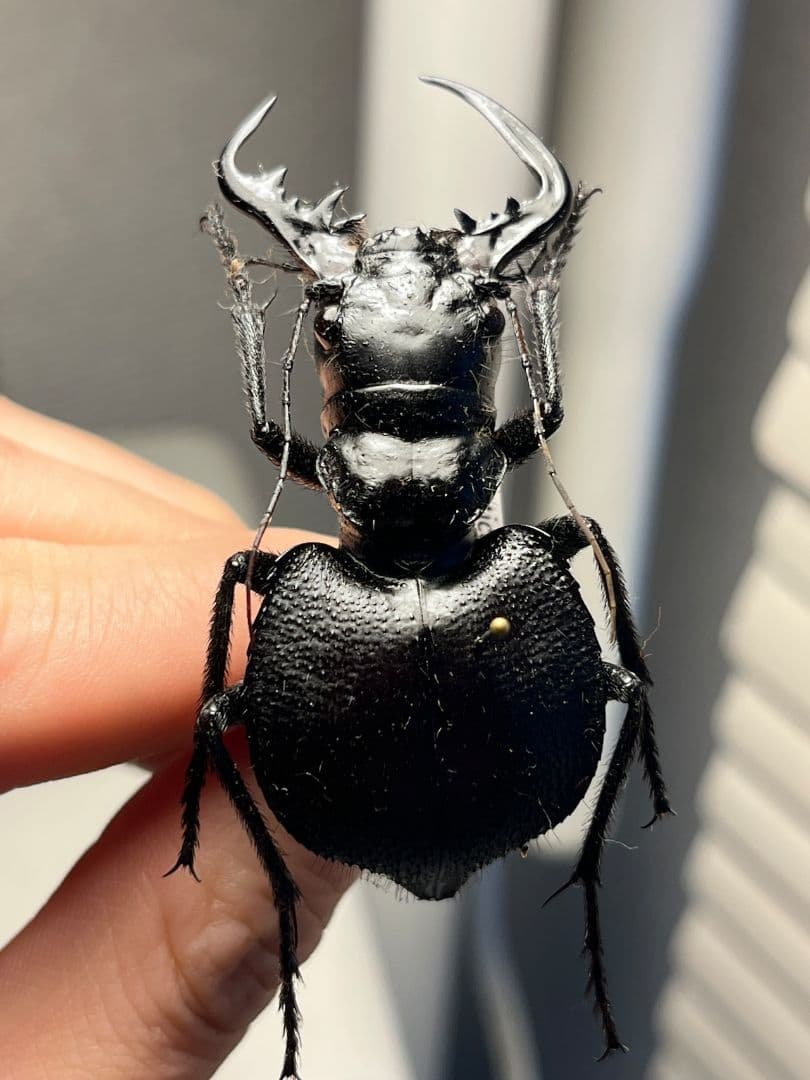 【巨大♂】オオエンマハンミョウ Manticora タンザニア産 昆虫標本