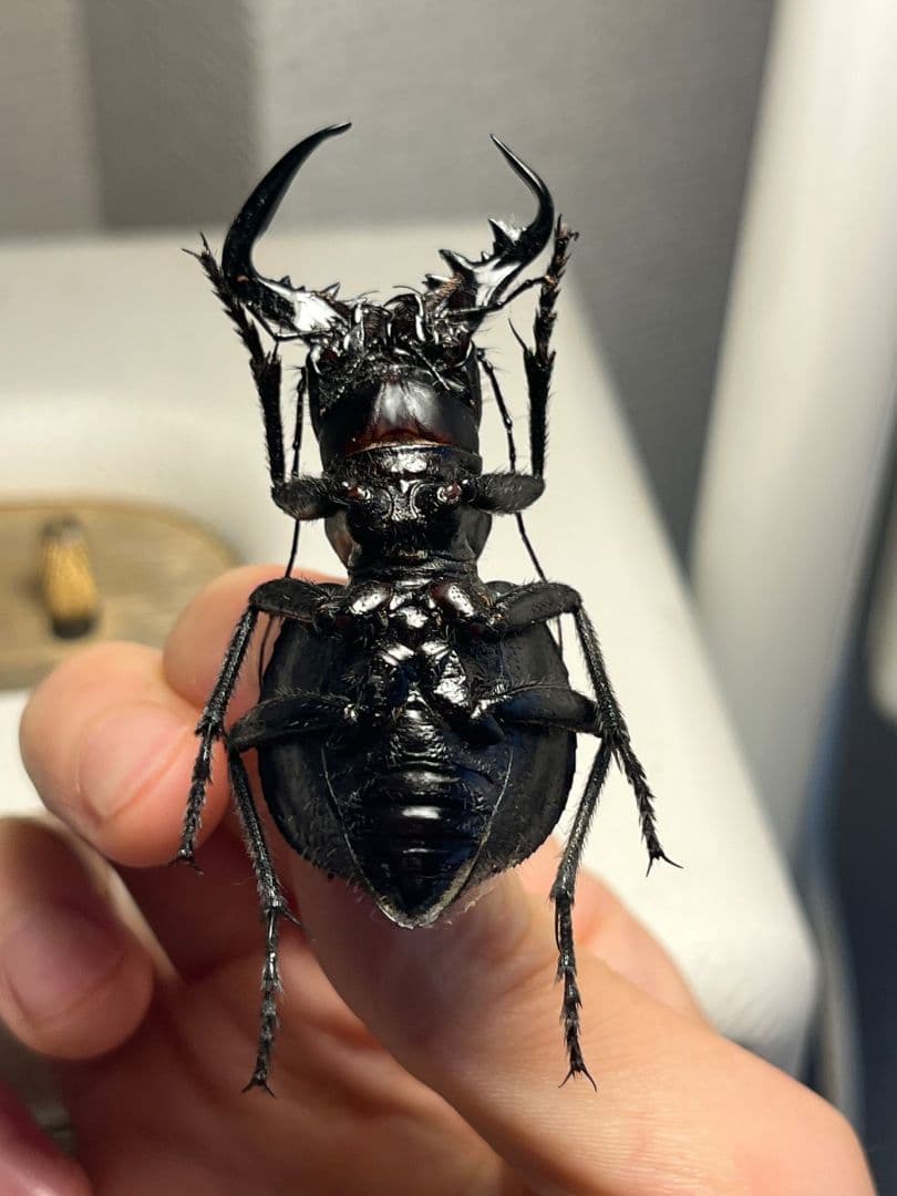 【巨大♂】オオエンマハンミョウ Manticora タンザニア産 昆虫標本