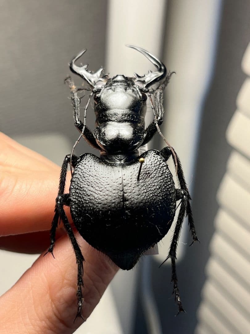 【巨大♂】オオエンマハンミョウ Manticora タンザニア産 昆虫標本