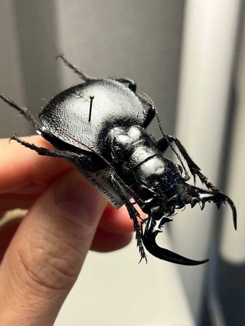 【巨大♂】オオエンマハンミョウ Manticora タンザニア産 昆虫標本