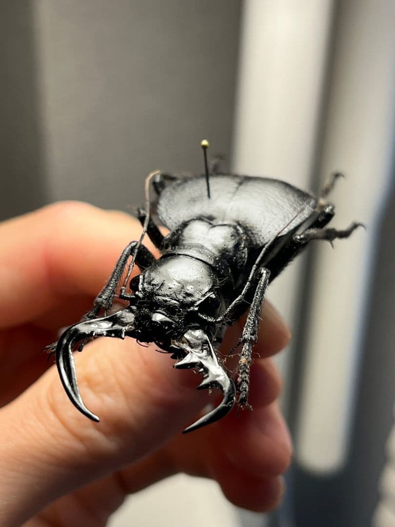 【巨大♂】オオエンマハンミョウ Manticora タンザニア産 昆虫標本