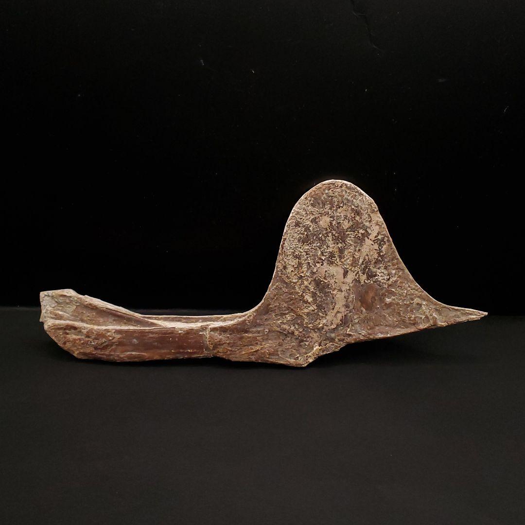 博物館級 タペヤラ 化石 下顎 恐竜 本物 ブラジル産 225mm fr77