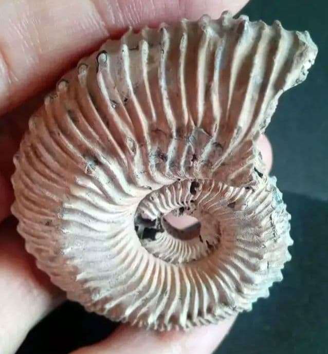 化石　パイライト　アンモナイト　棘々沢山　装飾豪華　殻付き標本　ロシア産