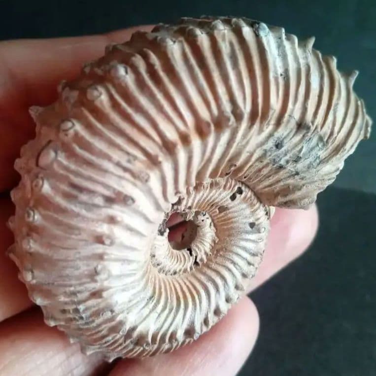 化石　パイライト　アンモナイト　棘々沢山　装飾豪華　殻付き標本　ロシア産