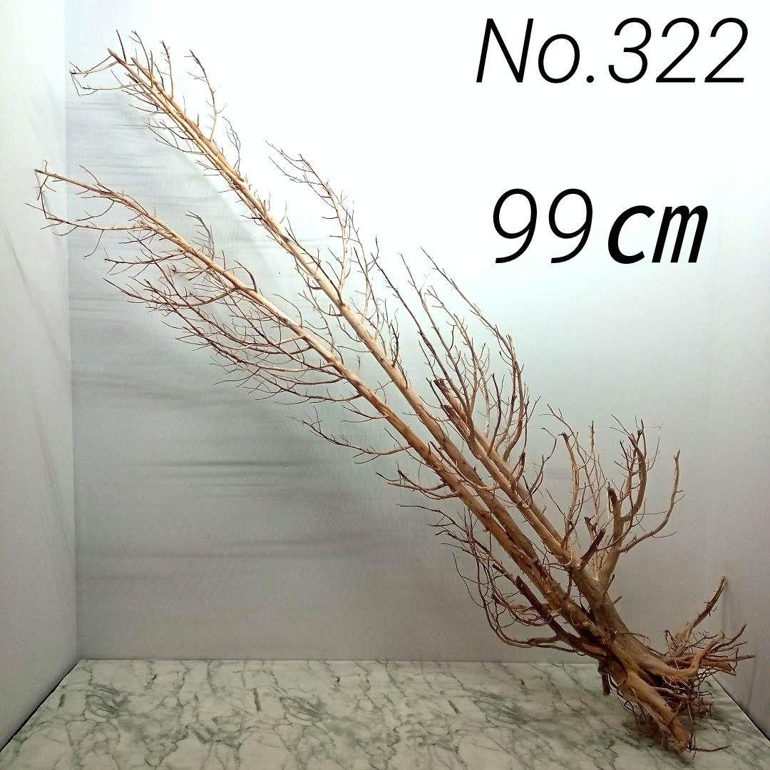 アク抜き済み流木【322】最終価格