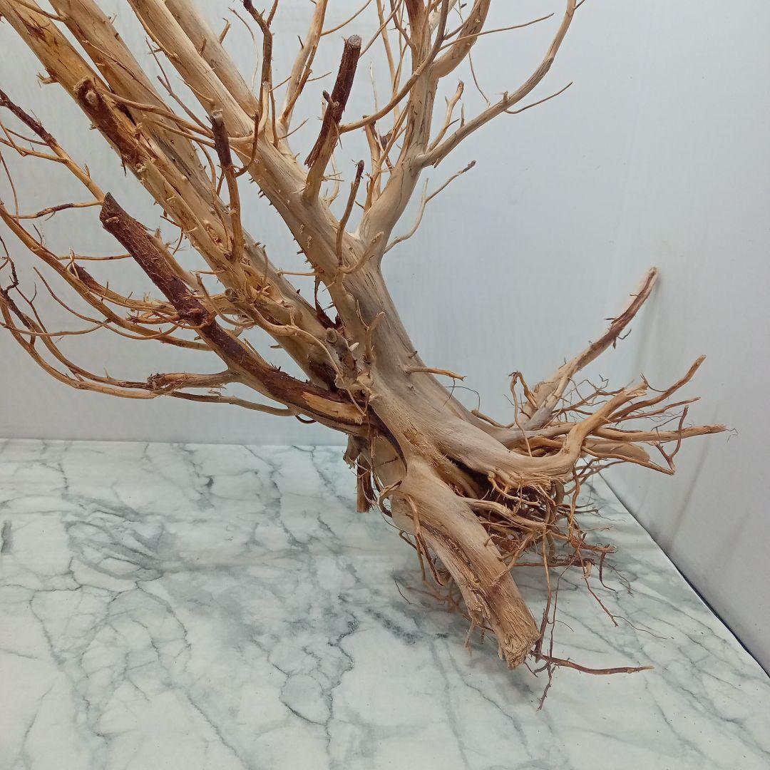 アク抜き済み流木【322】最終価格