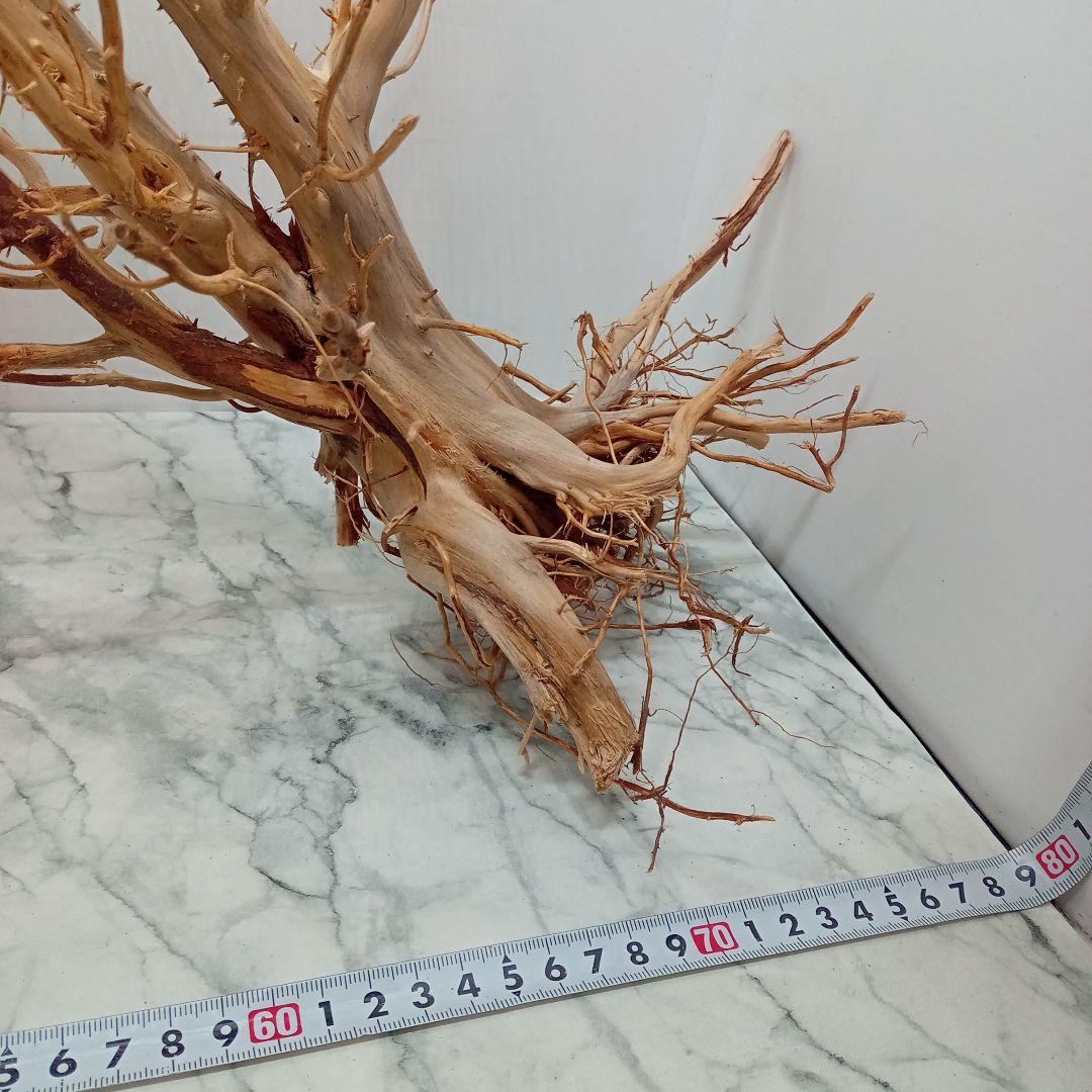 アク抜き済み流木【322】最終価格