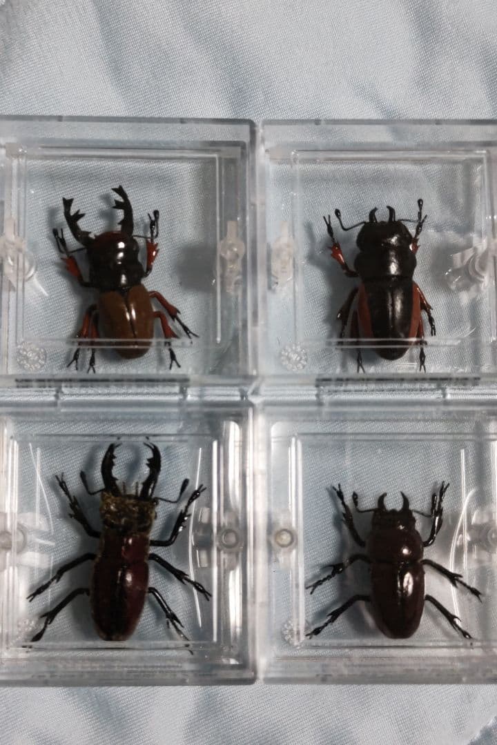 タカラ　世界の甲虫シリーズ　BEETLE OF THE WORLD