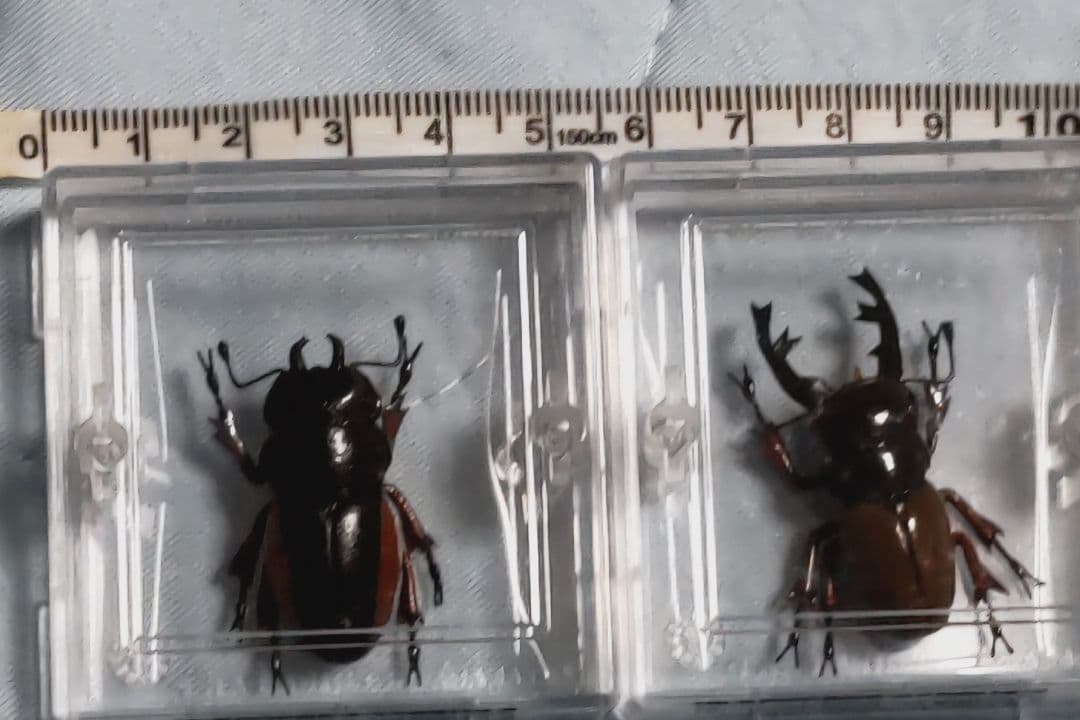 タカラ　世界の甲虫シリーズ　BEETLE OF THE WORLD
