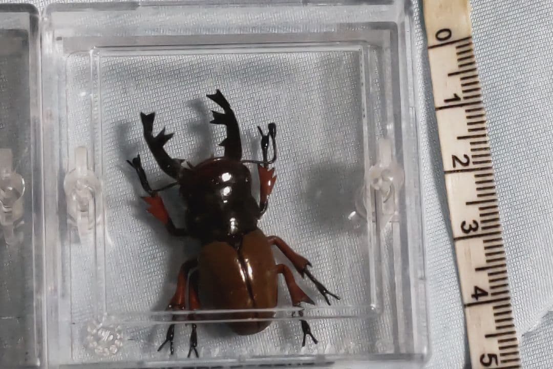 タカラ　世界の甲虫シリーズ　BEETLE OF THE WORLD