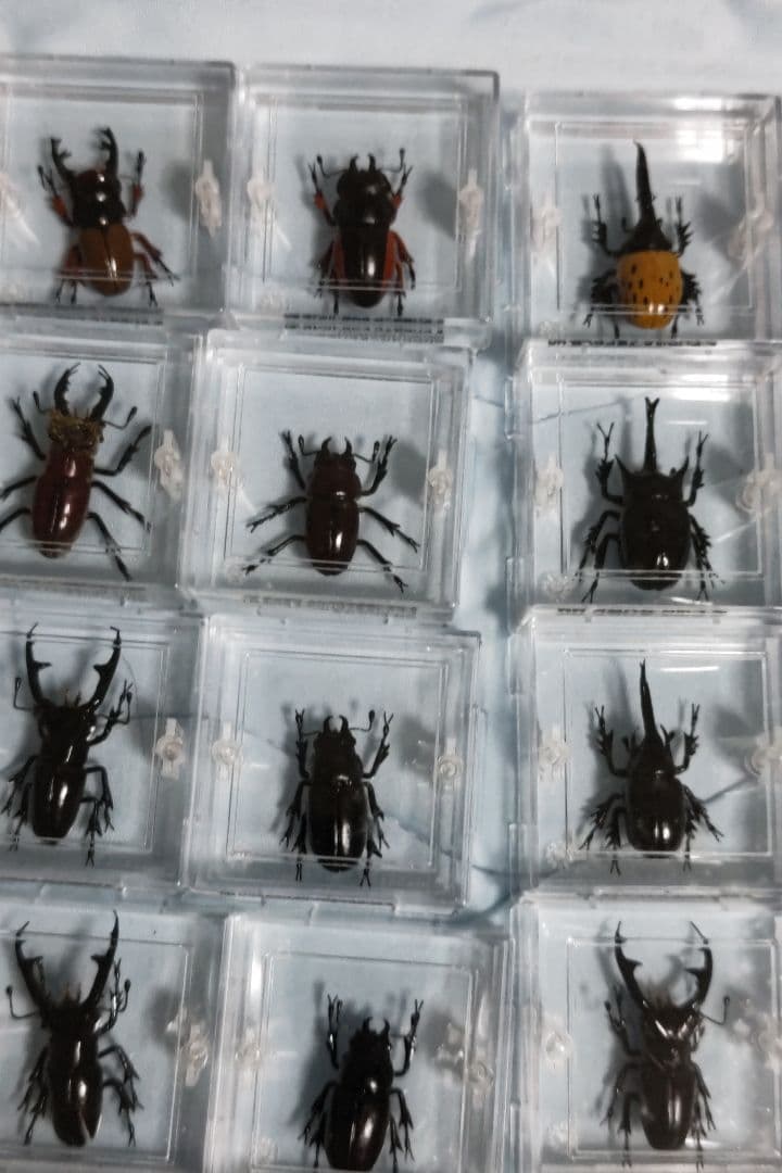 タカラ　世界の甲虫シリーズ　BEETLE OF THE WORLD
