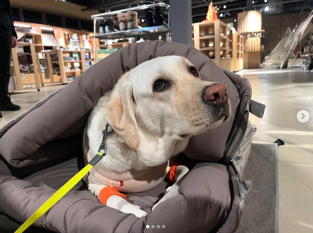 新品）愛犬用布団　ドッグオフトン/ peak