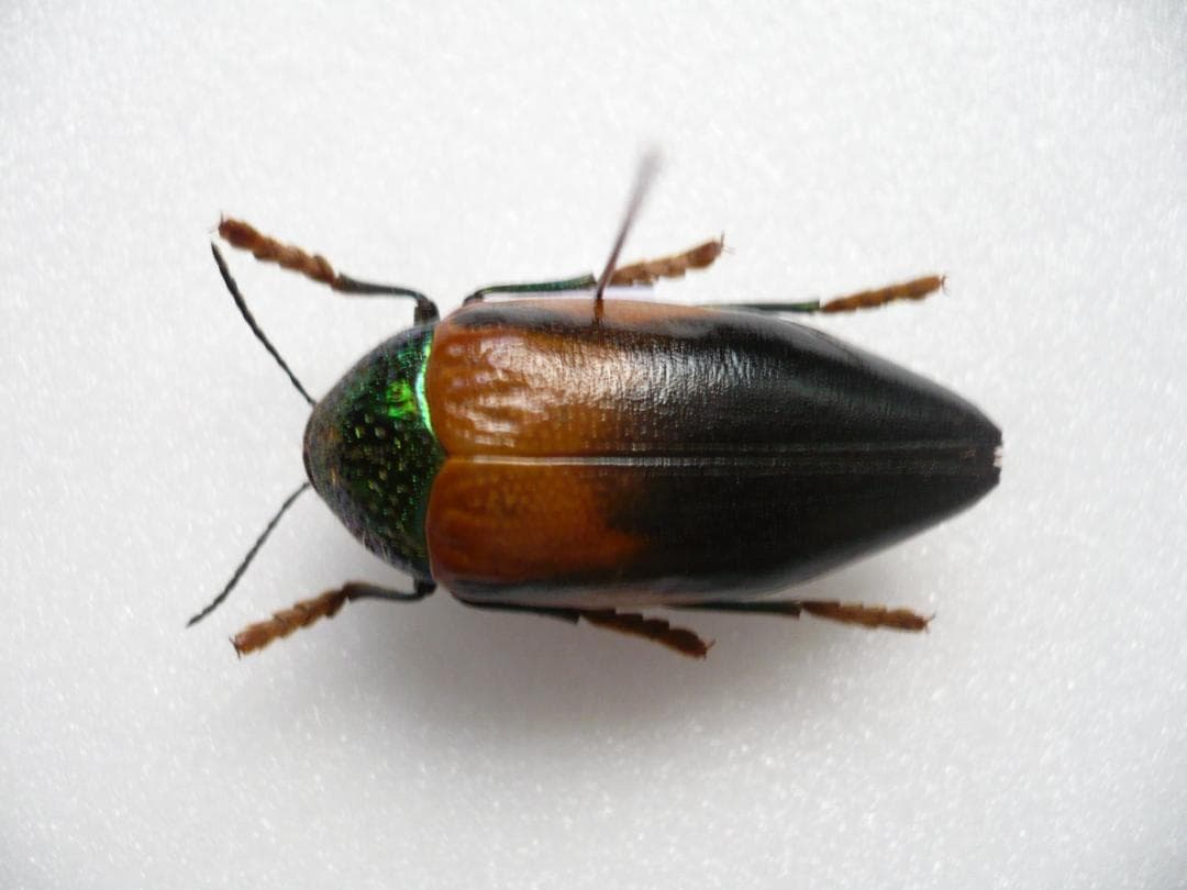 タンザニアのタマムシ　Sternocera tricolor