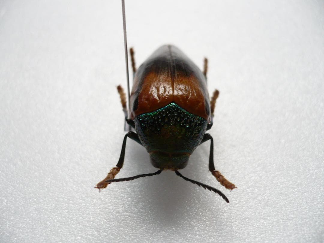 タンザニアのタマムシ　Sternocera tricolor