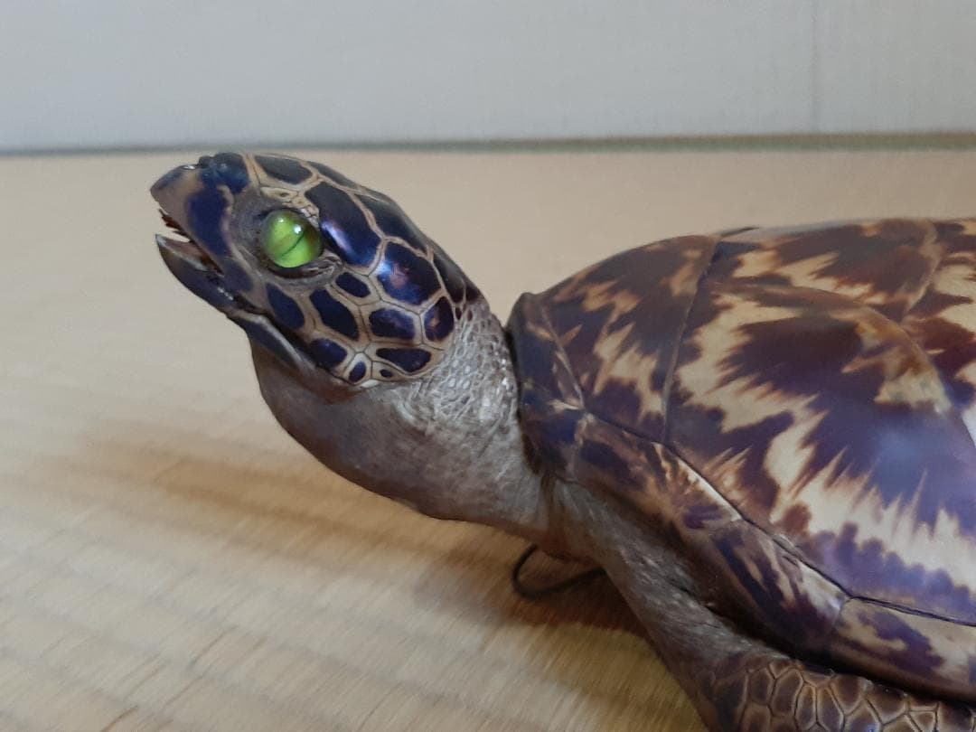 タイマイ　ウミガメ　剥製　大小2個体セット　国際希少野生動植物種登録票付き