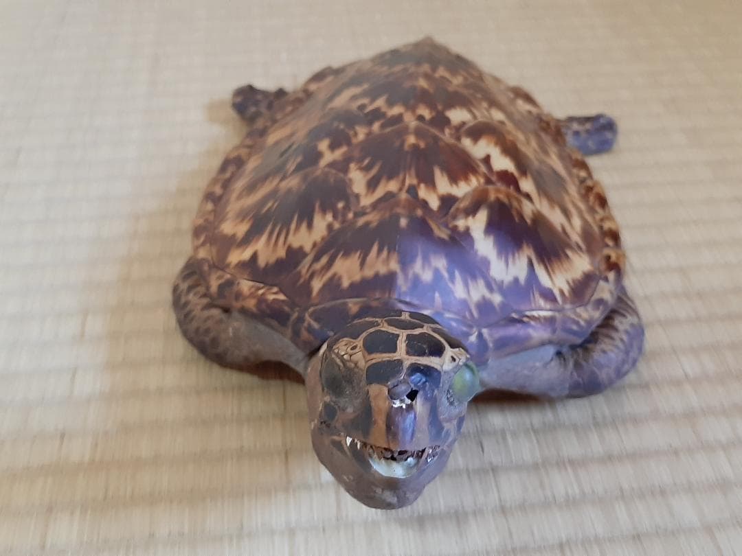 タイマイ　ウミガメ　剥製　大小2個体セット　国際希少野生動植物種登録票付き