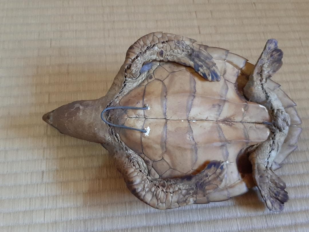 タイマイ　ウミガメ　剥製　大小2個体セット　国際希少野生動植物種登録票付き