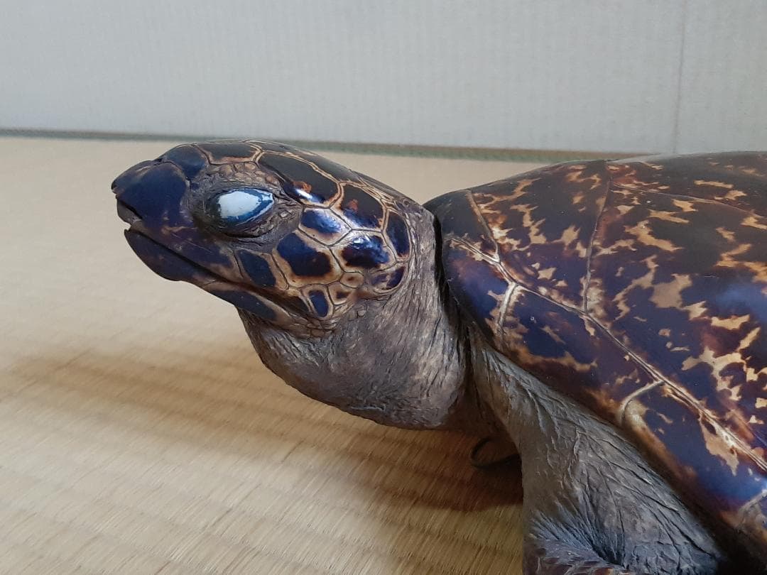 タイマイ　ウミガメ　剥製　大小2個体セット　国際希少野生動植物種登録票付き