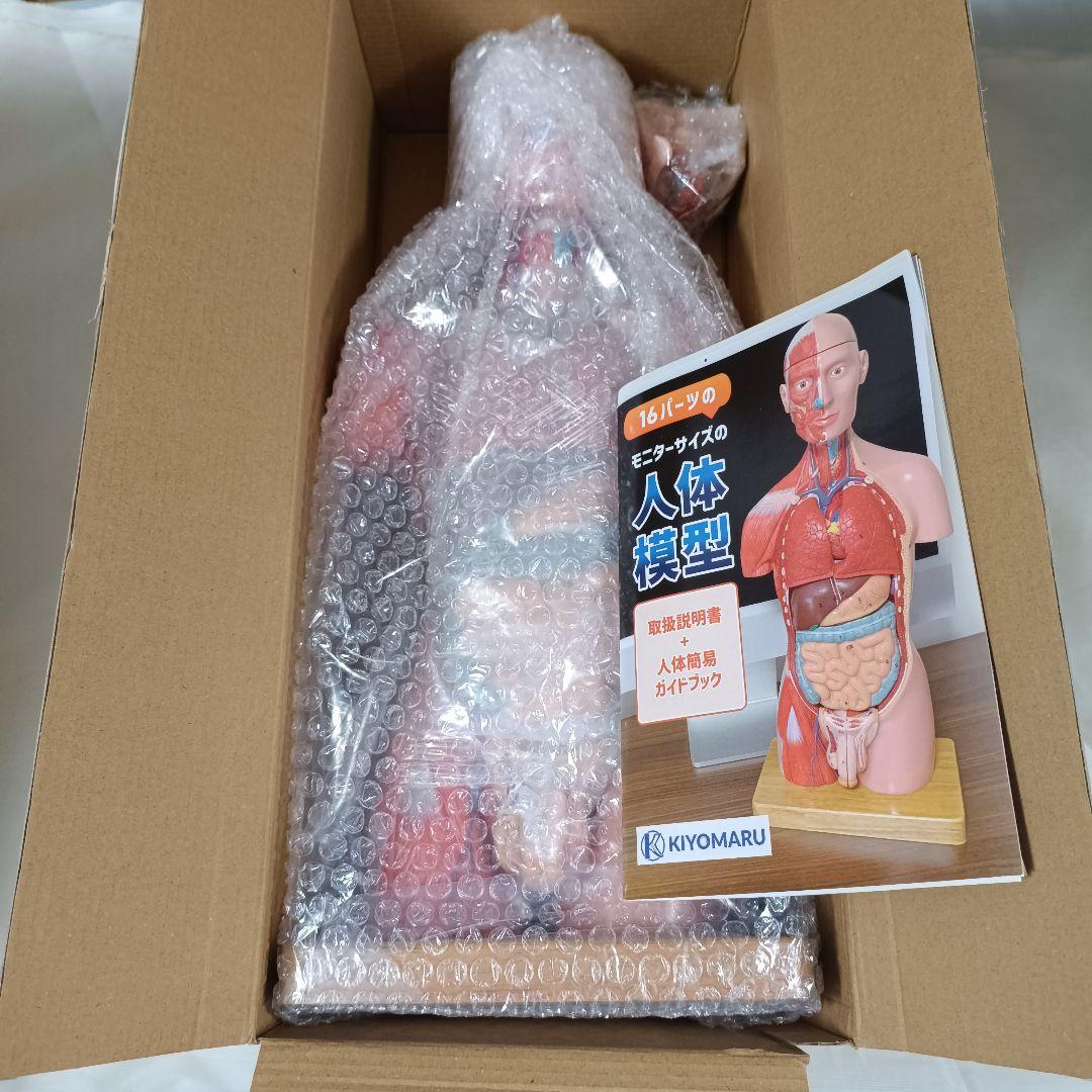 新品 KIYOMARU 45cm解剖人体模型 ソフトな質感で16分解 理学療法