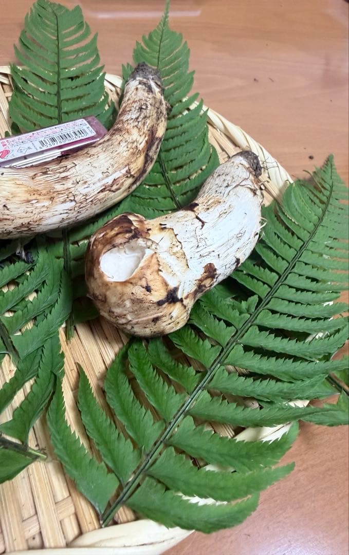 岩手県産　宮古産　松茸　10/19朝採れ　264g 10/21日まで出品