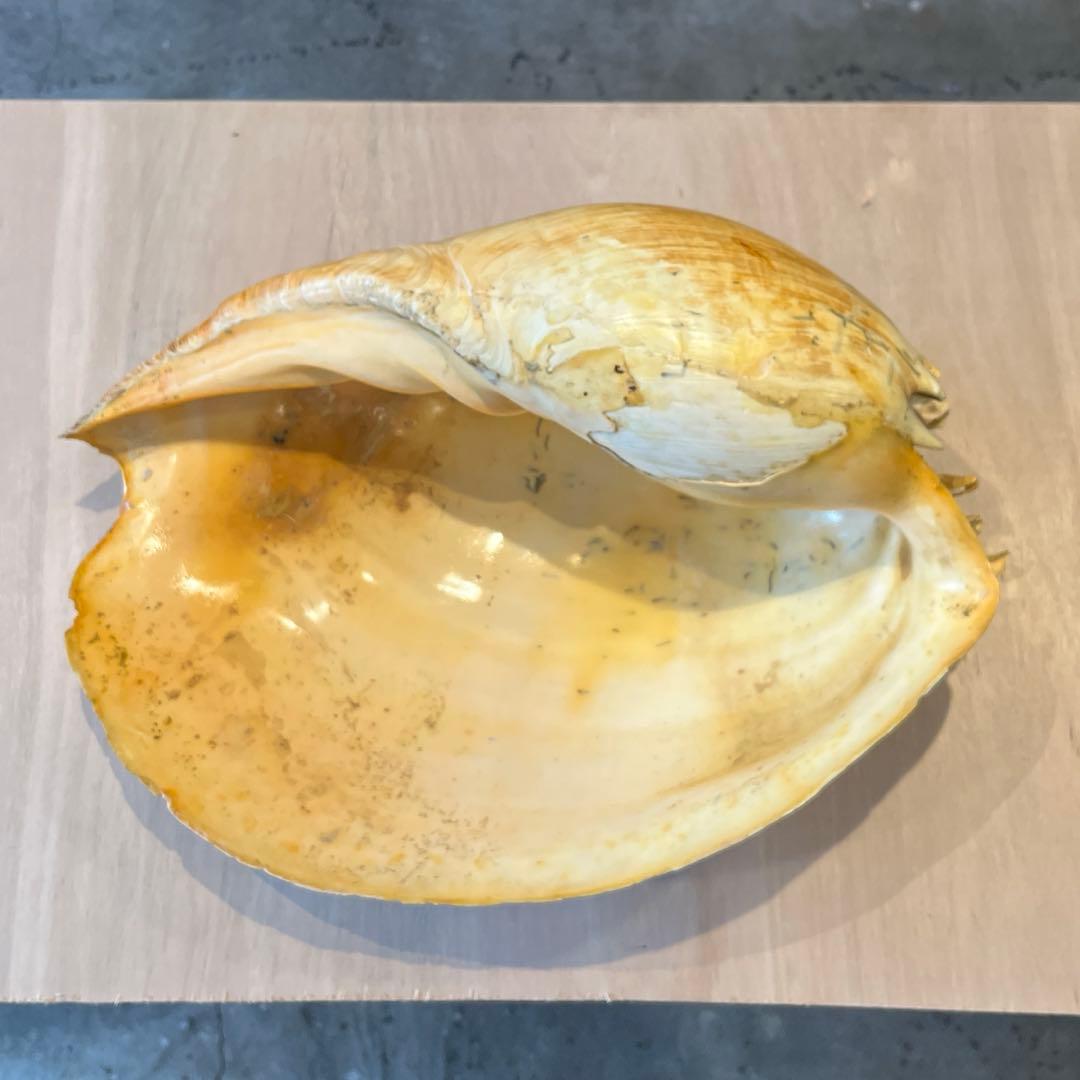 は*ん様 激レア　巨大　オーストラリア産　イナズマツノヤシ