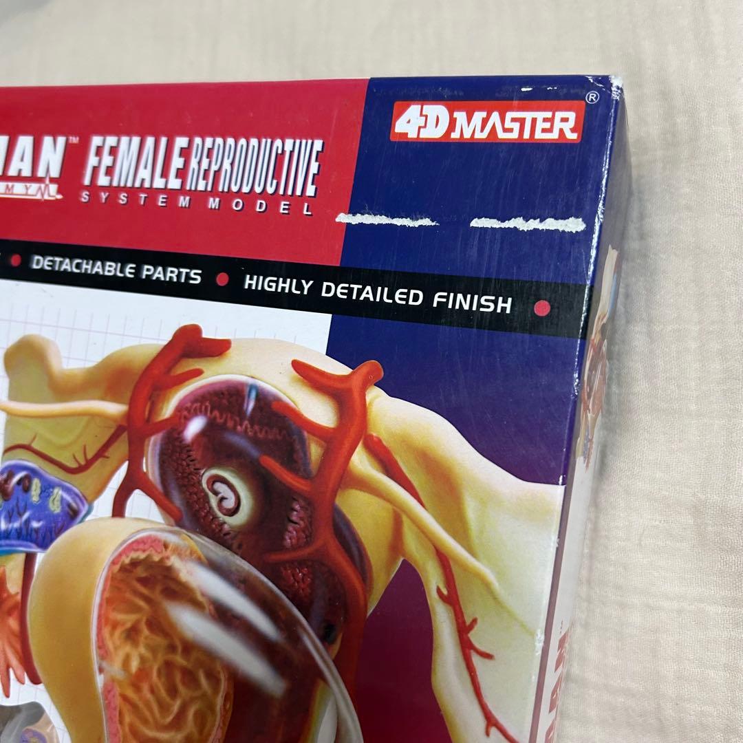 4D HUMAN ANATOMY 人体模型/成人/婦人科/泌尿器科　新品