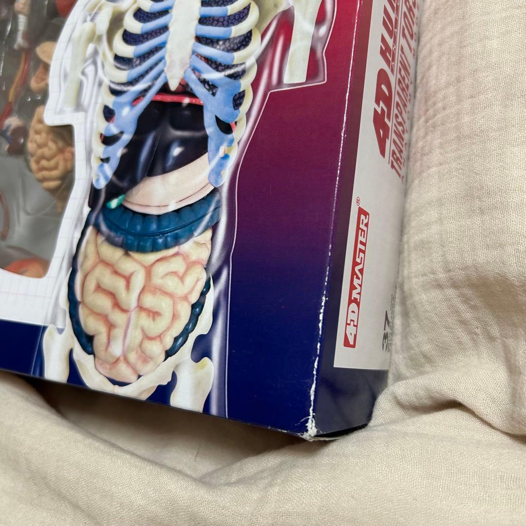 4D HUMAN ANATOMY 人体模型/成人/婦人科/泌尿器科　新品