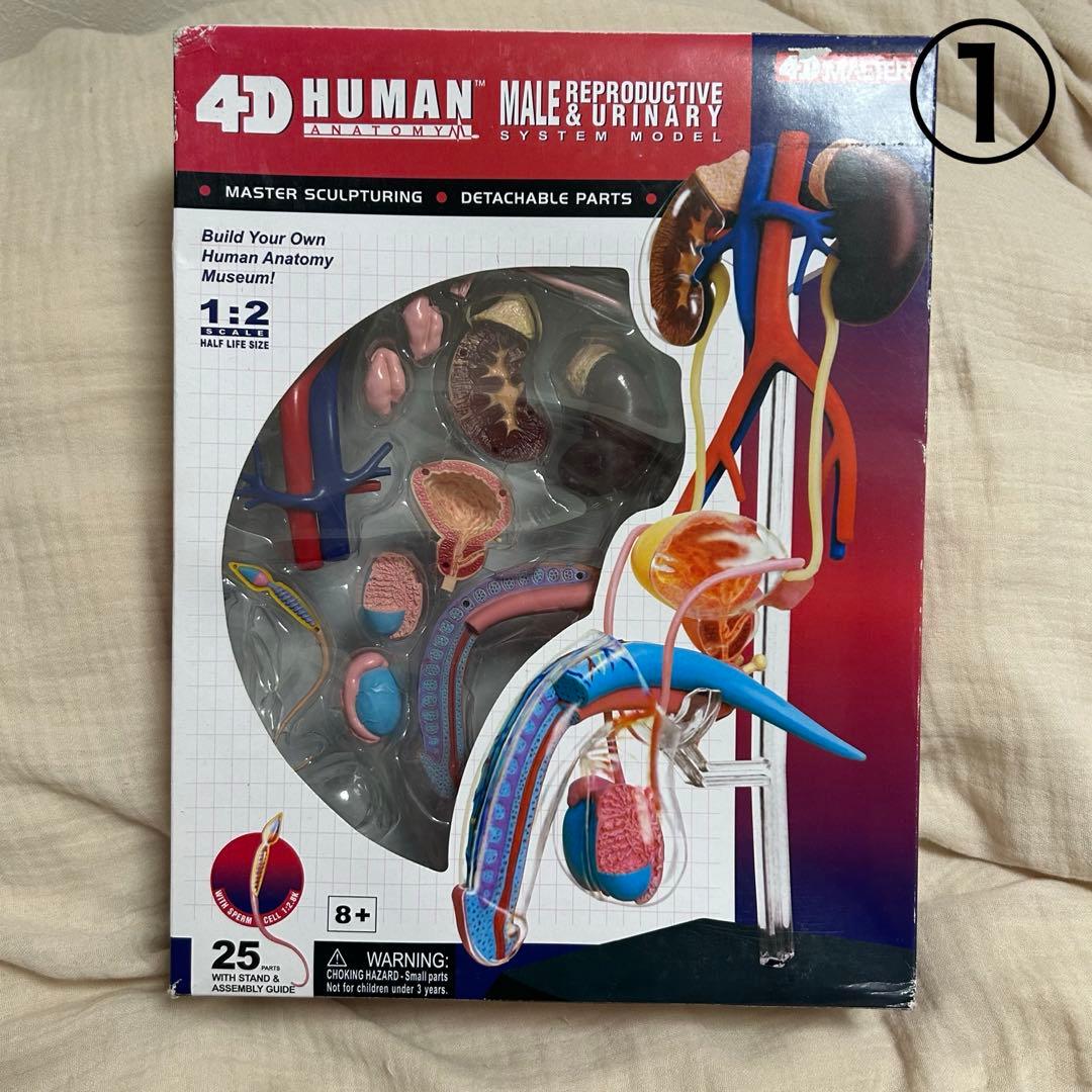 4D HUMAN ANATOMY 人体模型/成人/婦人科/泌尿器科　新品