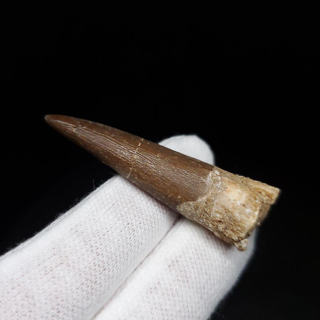 美品 プレシオサウルス 化石 歯 本物  44.80mm ケース付  pr127