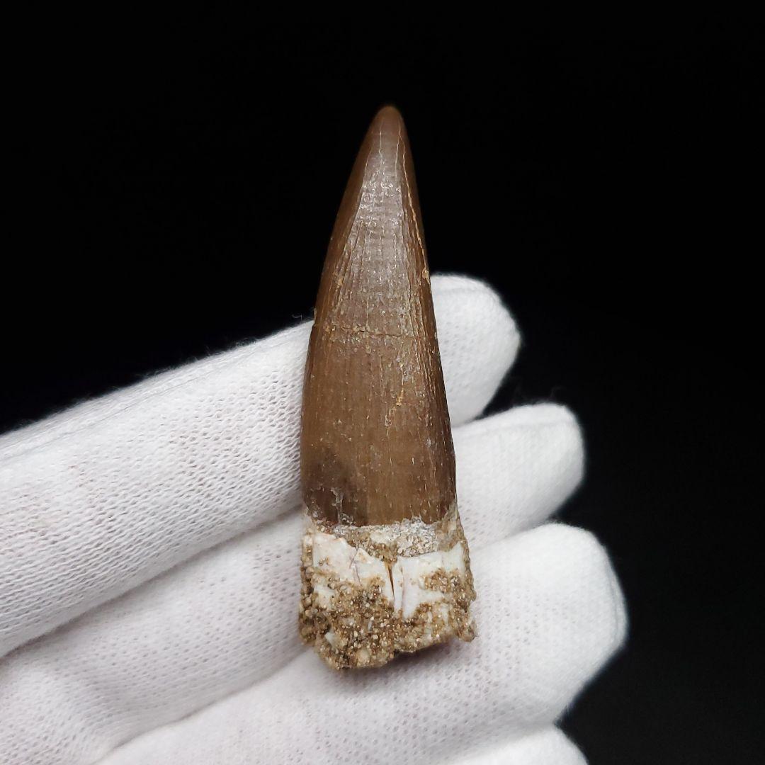 美品 プレシオサウルス 化石 歯 本物  44.80mm ケース付  pr127