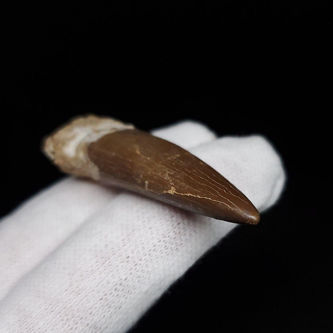 美品 プレシオサウルス 化石 歯 本物  44.80mm ケース付  pr127