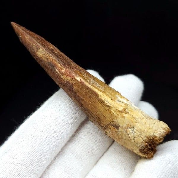 極上 スピノサウルス 本物 モロッコ産 80.75mm ケース付き  sp247