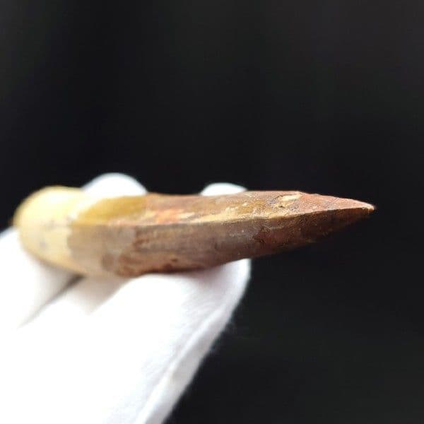 極上 スピノサウルス 本物 モロッコ産 80.75mm ケース付き  sp247