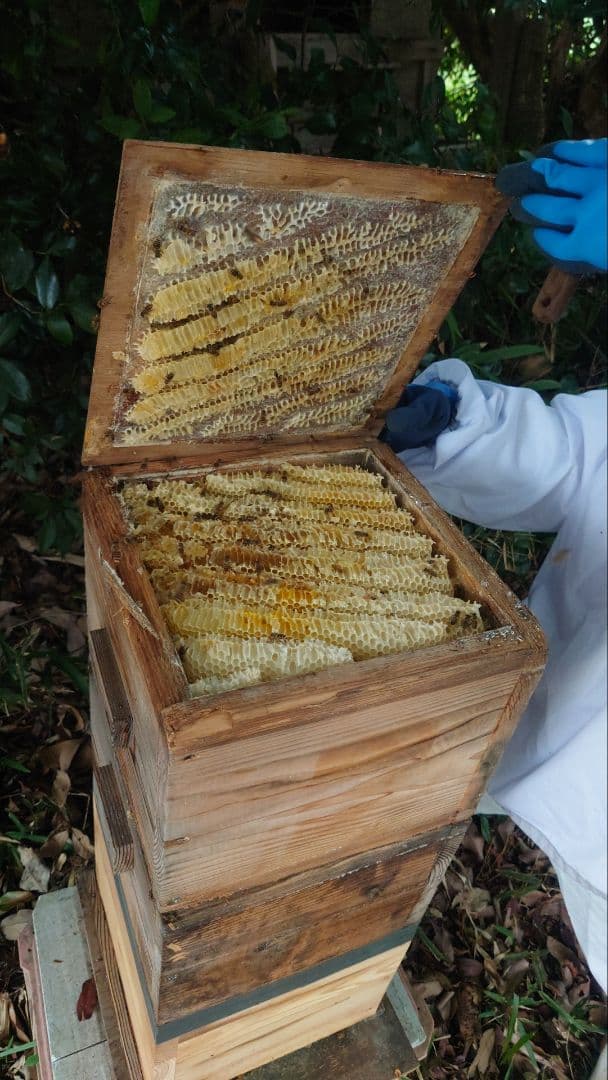 フレッシュ日本蜜蜂 はちみつ900g(Y2Y0箱)(Y3Y0箱)(K2Y0箱)