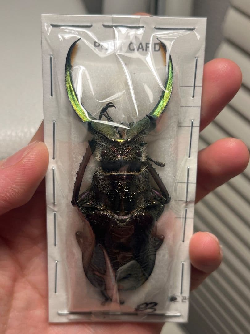【未展足83mm】ギガンテウスシワバネクワガタ 昆虫標本 ニジイロクワガタ